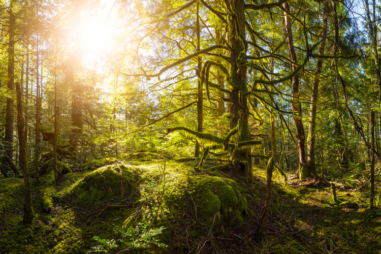 luch forest in Abbotsford BC