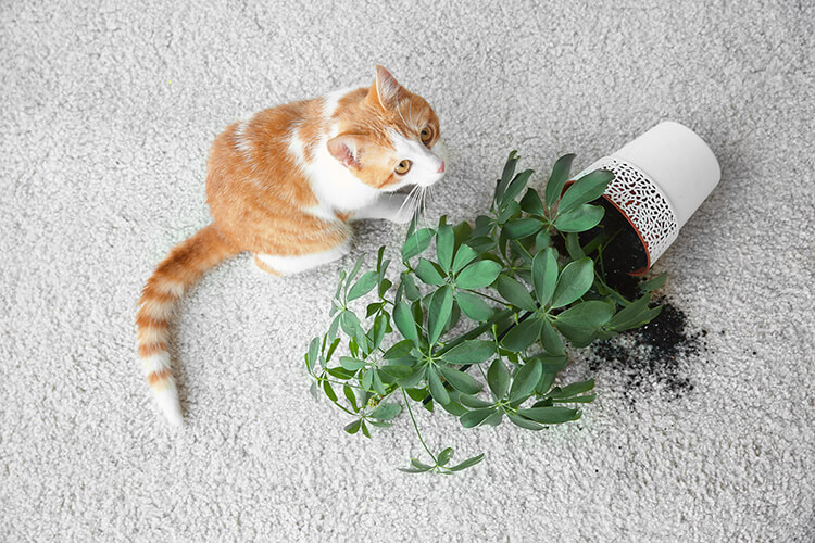 Questions Renters Pet Insurance