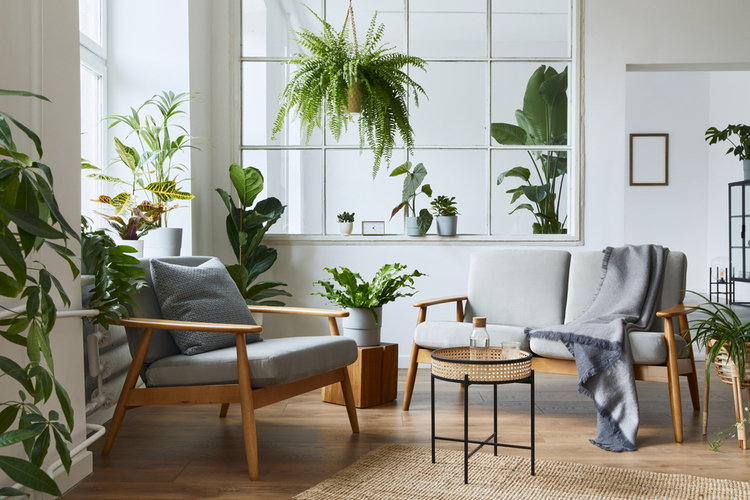 Plant Decor
