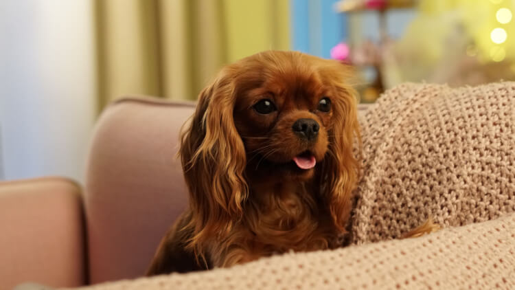 cavalier king charles spaniel