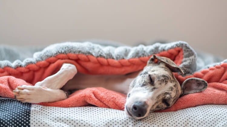 greyhound