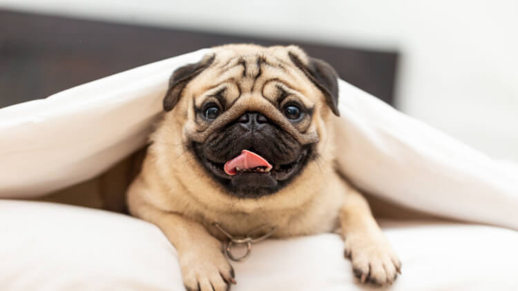 pug