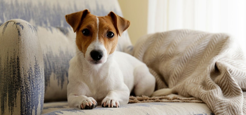 Renting with Pets: Best Dogs for Apartments terrier in apartment