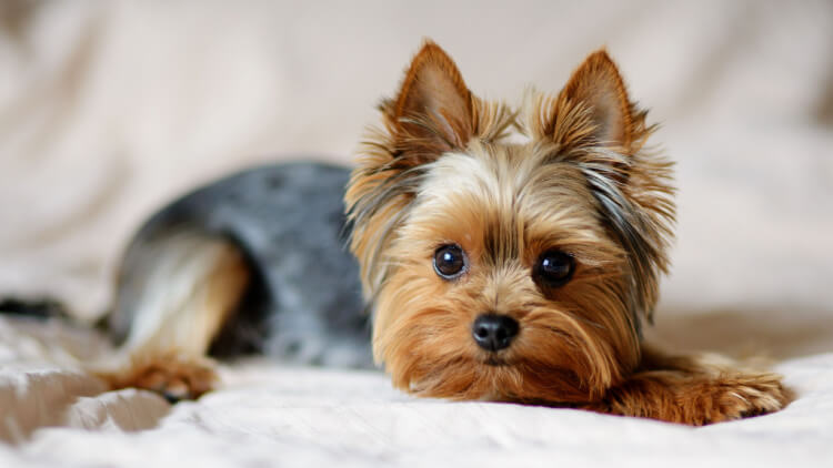 terrier