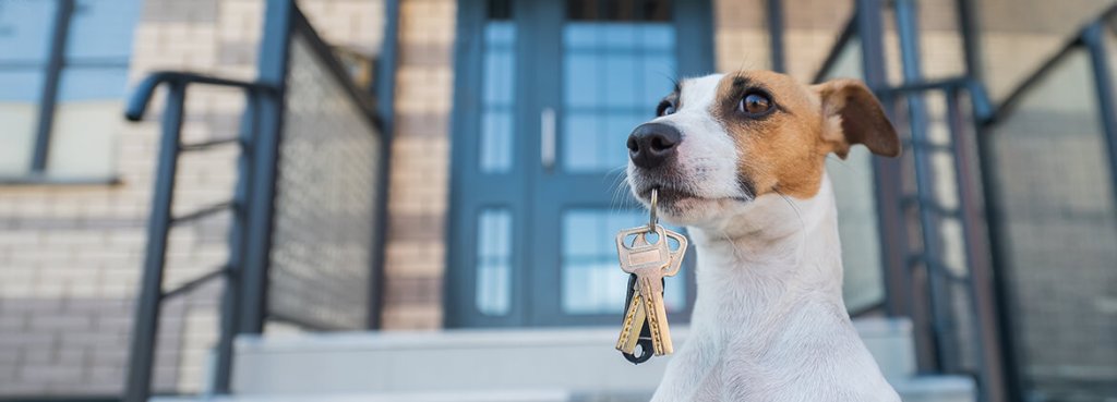 single family home for rent best for pets