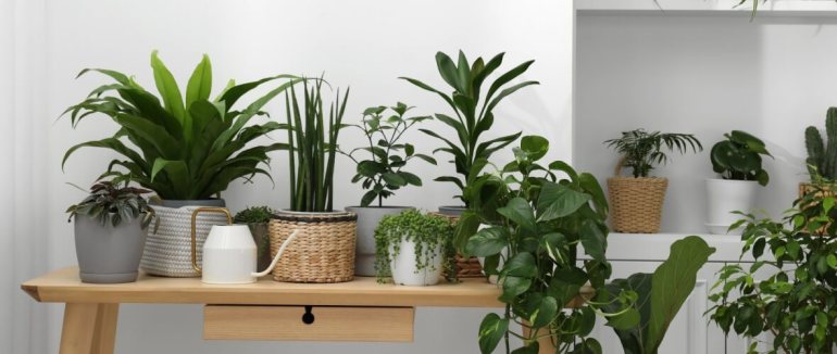 green houseplants hallway