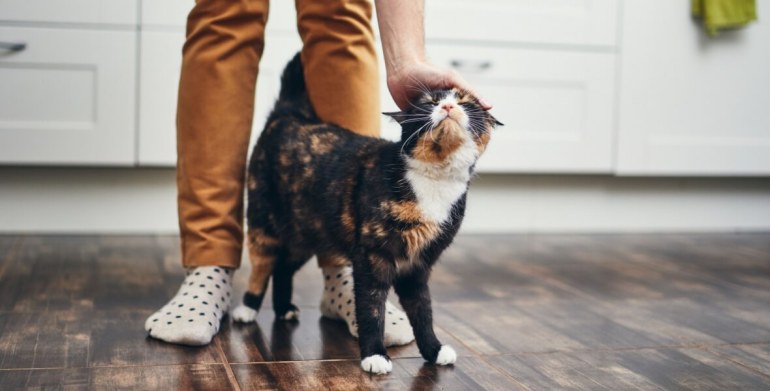 everything renters Should Know When Renting with Pets