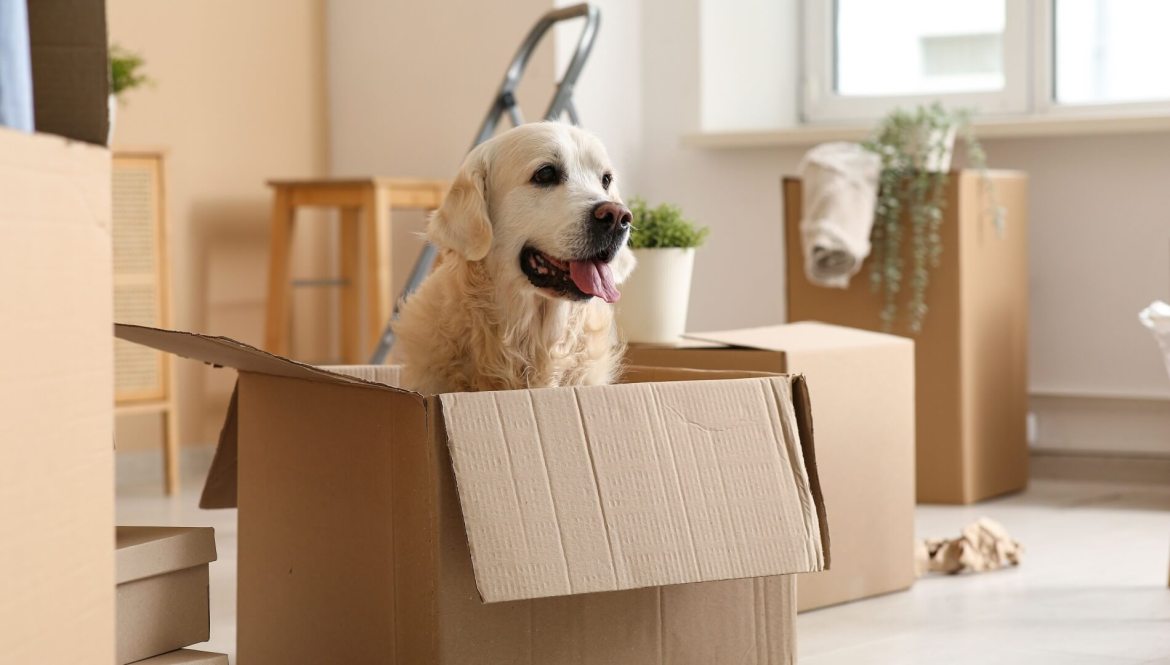 Labrador dog sitting in box on moving day into a house for rent
